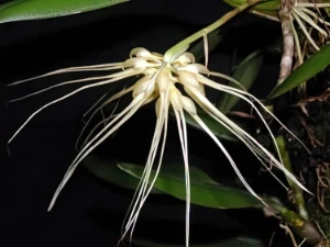 Bild von Bulbophyllum vaginatum