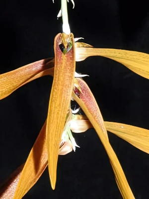 Bild von Bulbophyllum walichii