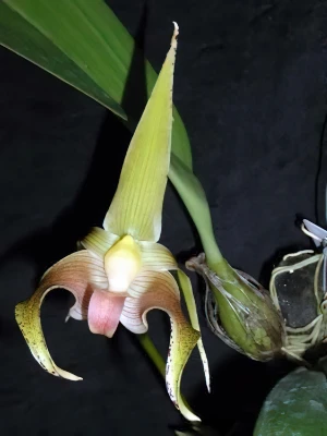 Bild von Bulbophyllum lobbii var. colosseum ridl.1