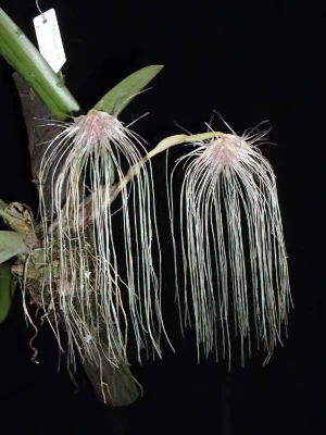 Bild von Bulbophyllum medusae 2