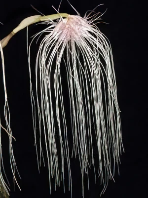Bild von Bulbophyllum medusae