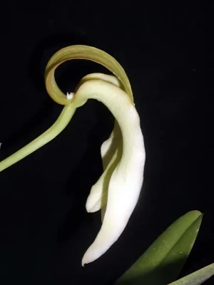 Bild von Bulbophyllum micholitzii 5