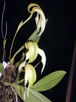 Bild von Bulbophyllum micholitzii