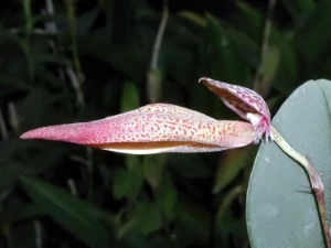 Bild von Bulbophyllum mirum 2