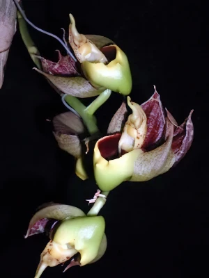 Image de Catasetum macrocarpum