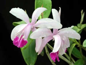 Image de Cattleya intermedia
