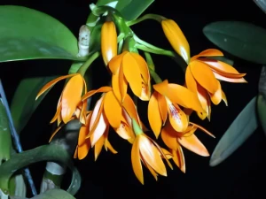 Image of Cattleya aurantiaca