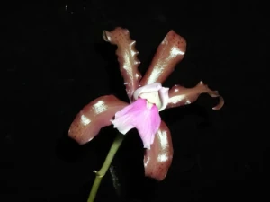 Image of Cattleya elongata