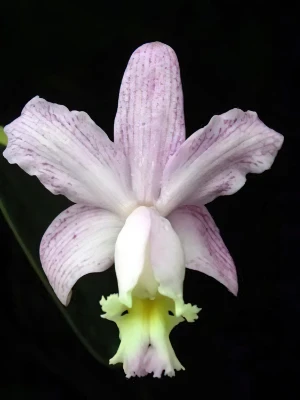 Image of Cattleya loddigesii var. estriata antibia