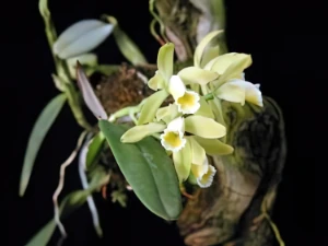Image of Cattleya luteola