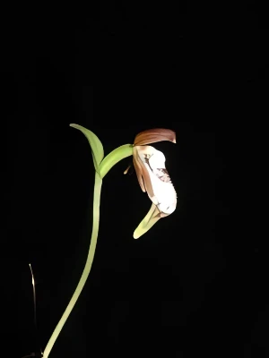 Image of Cypripedium plectrochilum