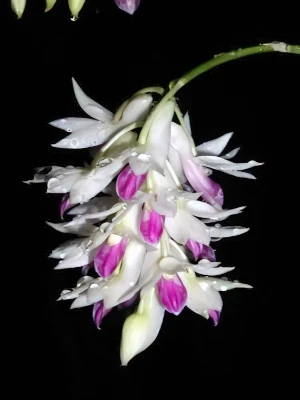 Bild von Dendrobium amethystoglossum