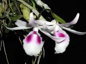 Image de Dendrobium annosmum thailand