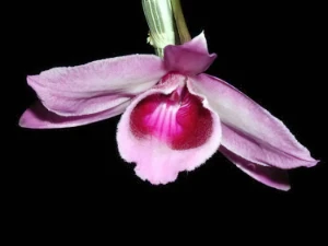 Image de Dendrobium annosmum