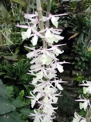 Image de Dendrobium aphyllum