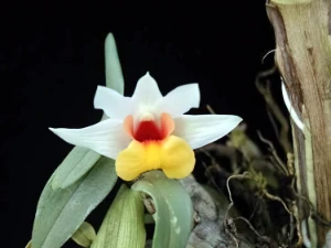 Image de Dendrobium bellatulum