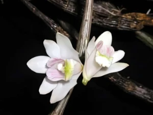 Image de Dendrobium chitimiae