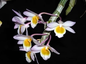 Bild von Dendrobium crepidatum