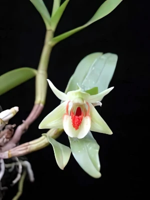 Bild von Dendrobium cruentum