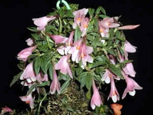Image of Dendrobium cuthbertsonii