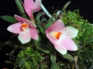 Bild von Dendrobium cuthbertsonii pink