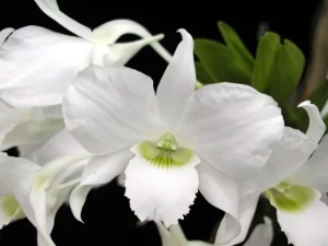Bild von Dendrobium dearei