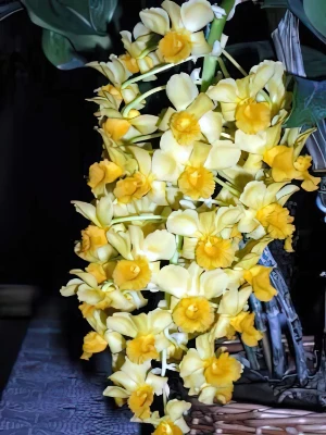 Bild von Dendrobium densiflorum