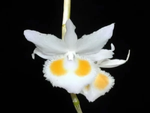 Image of Dendrobium devoniamum album