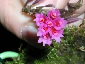 Image of Dendrobium dichoides