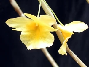 Image de Dendrobium dixanthum