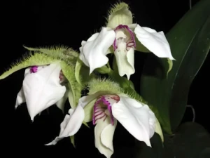 Image of Dendrobium eximium