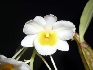 Bild von Dendrobium farmeri