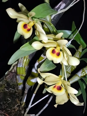 Bild von Dendrobium friederiksianum