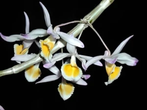Bild von Dendrobium gratiotissimum