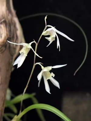 Bild von Dendrobium gregulus seidenf.