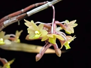 Bild von Dendrobium guererroi