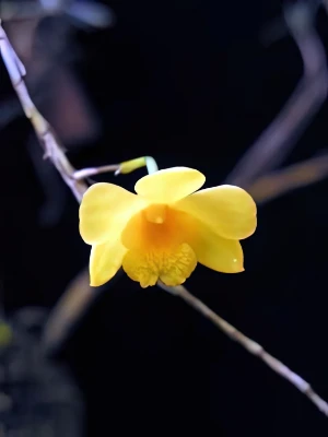 Bild von Dendrobium hancockii