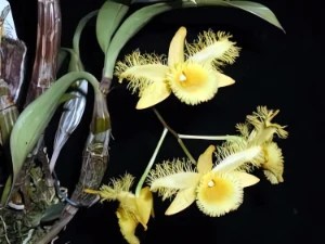 Bild von Dendrobium harweyanum