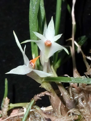 Bild von Dendrobium helwegianum
