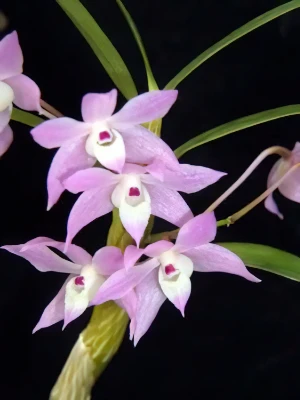 Bild von Dendrobium hercoglossum