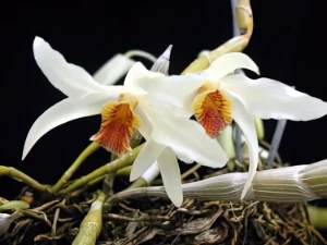 Bild von Dendrobium heterocarpum