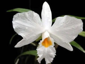 Bild von Dendrobium infundibulum