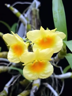 Bild von Dendrobium sukhakulii