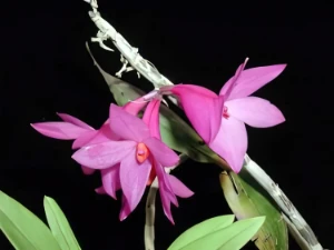 Bild von Dendrobium sulawesianum