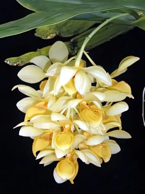 Bild von Dendrobium sulcatum