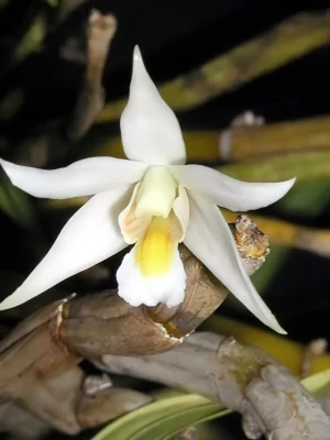 Bild von Dendrobium sutepense