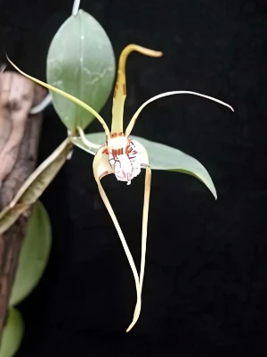 Bild von Dendrobium tetragonum