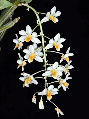 Bild von Dendrobium thyrsiflorum