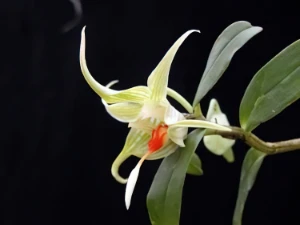 Bild von Dendrobium tobaense