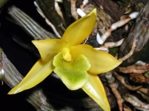 Bild von Dendrobium trigonopus